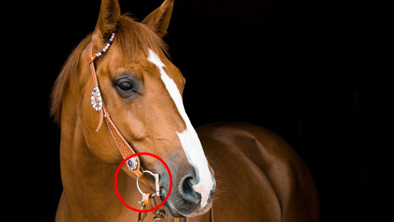 馬のハミ （頭絡 乗馬 ギャグ ハミ 乗馬用品 馬 馬銜 手綱 セット売り 