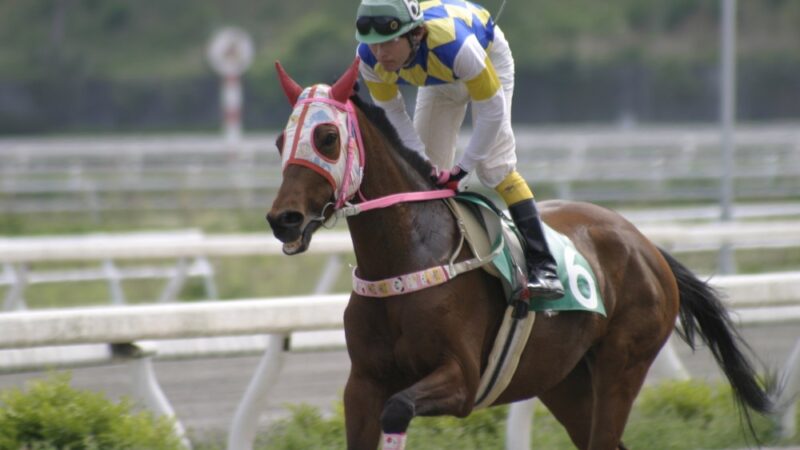 今さらながらハルウララの人気ぶりに驚く 