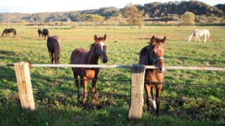 【ニュース解説】サラブレッドの生産頭数が8,000頭超 日本競馬の未来にとって喜ぶべき数字なのか 