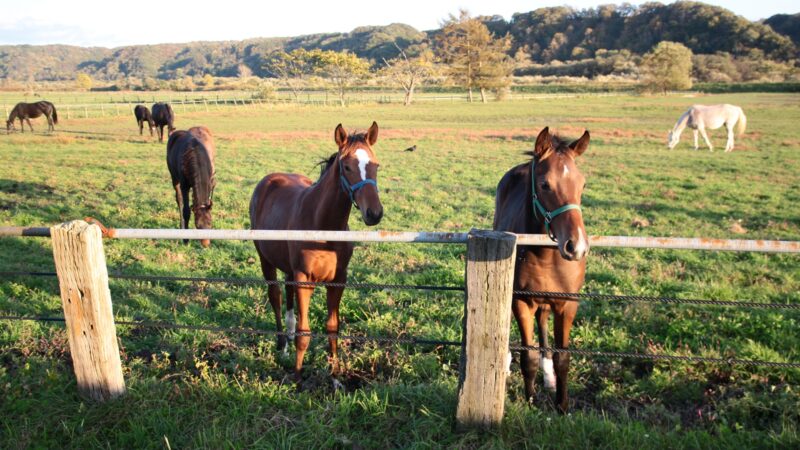 【ニュース解説】サラブレッドの生産頭数が8,000頭超 日本競馬の未来にとって喜ぶべき数字なのか 