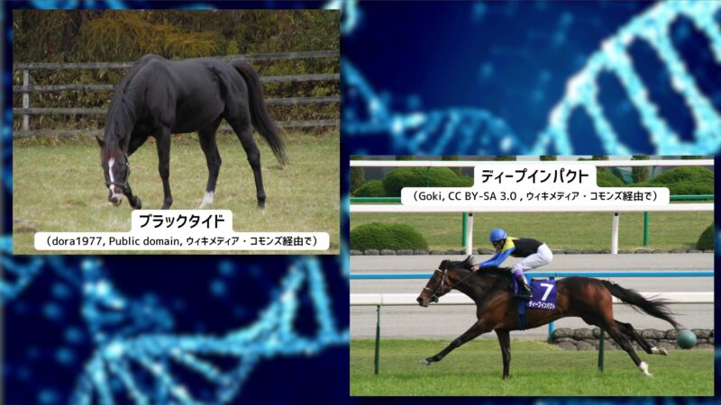 ディープインパクトとブラックタイドは全兄弟であっても全く異なるDNA（遺伝子）をもっている